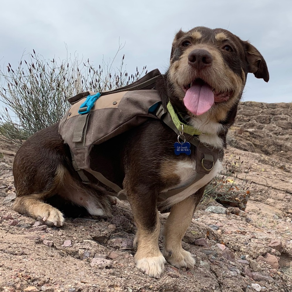 Outward Hound Denver Urban Pack Dog Backpack/Saddlebags Harness